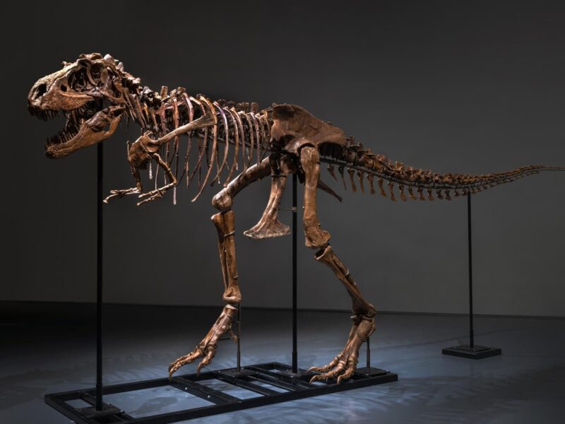 Meet Gorgosaurus: Sotheby’s to Offer First of Its Kind Dinosaur in Natural History Auction this Month