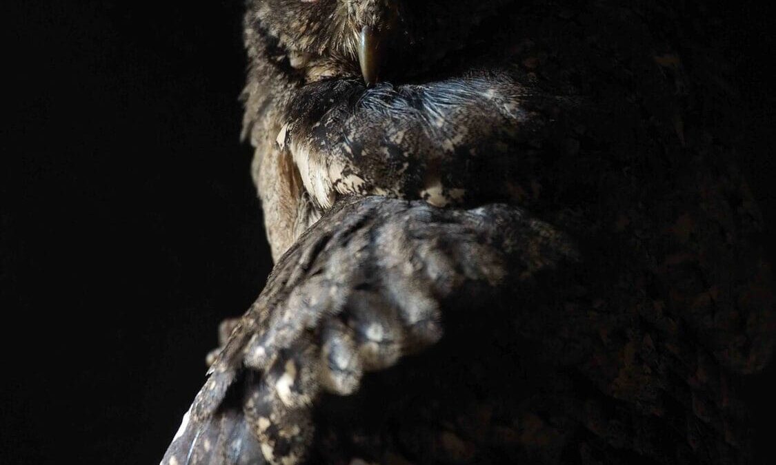 Las Rapaces Nocturnas en la Sierra Norte de Guadalajara