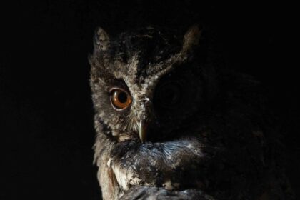LAS RAPACES NOCTURNAS EN LA SIERRA NORTE DE GUADALAJARA
