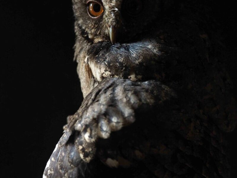 Las Rapaces Nocturnas en la Sierra Norte de Guadalajara