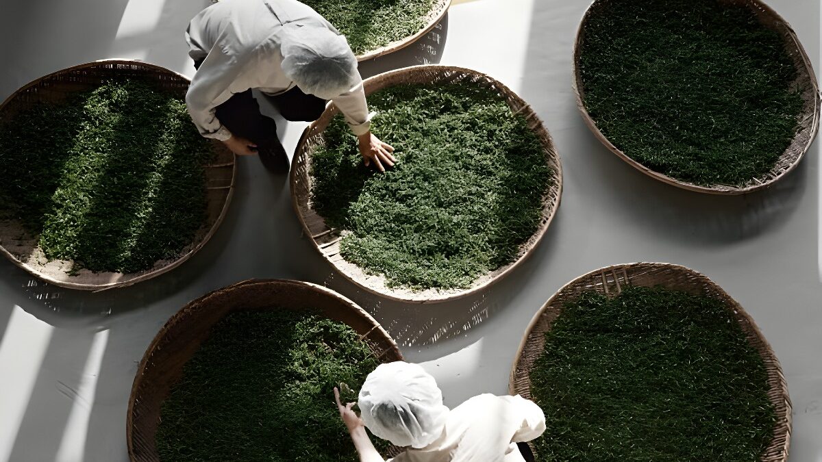 Pace Announces Details of Osulloc Tea House at Expanded Arts Complex in Seoul