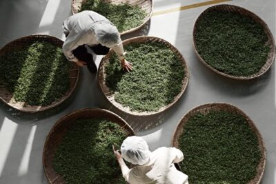 Pace Announces Details of Osulloc Tea House at Expanded Arts Complex in Seoul