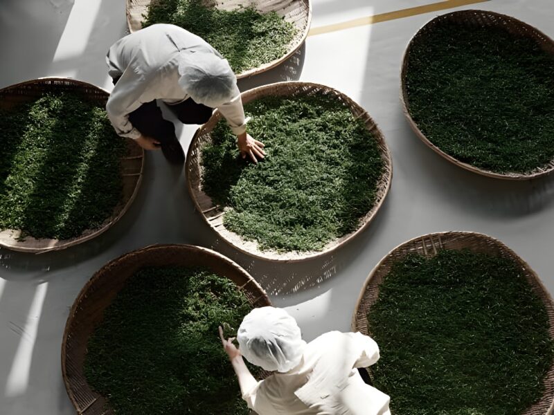 Pace Announces Details of Osulloc Tea House at Expanded Arts Complex in Seoul
