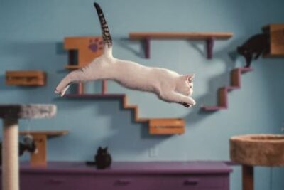 Inside the Mind of a Cat (2022) – Documentary