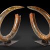 Encouraging Results at the First Natural History Sale in Paris