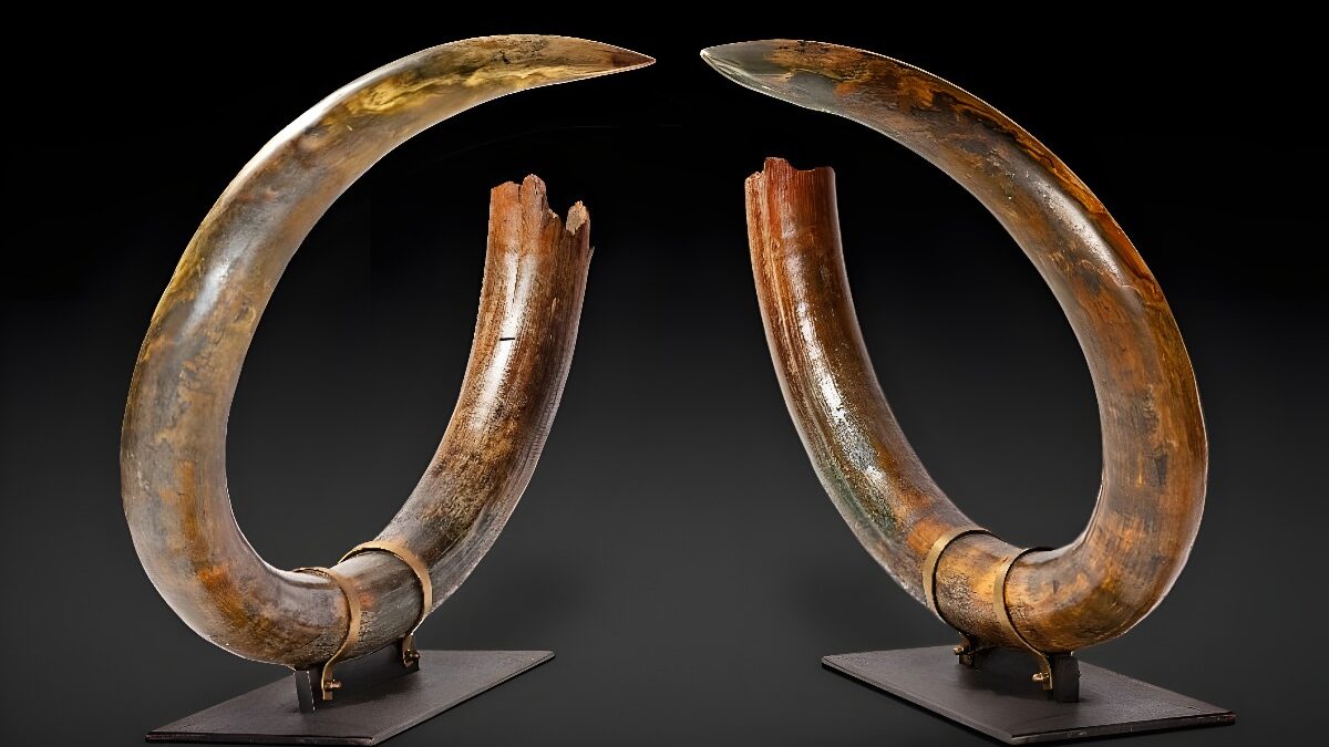 Encouraging Results at the First Natural History Sale in Paris