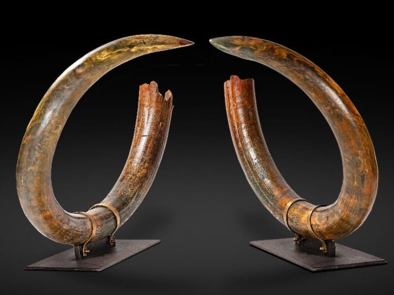 Encouraging Results at the First Natural History Sale in Paris