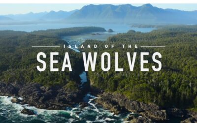 La isla de los Lobos Costeros – Serie Documental en Netflix