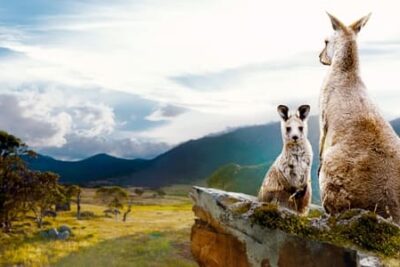 &lsquo;La Vallée de Kangourous&rsquo; (2022) – Documentaire (Netflix)