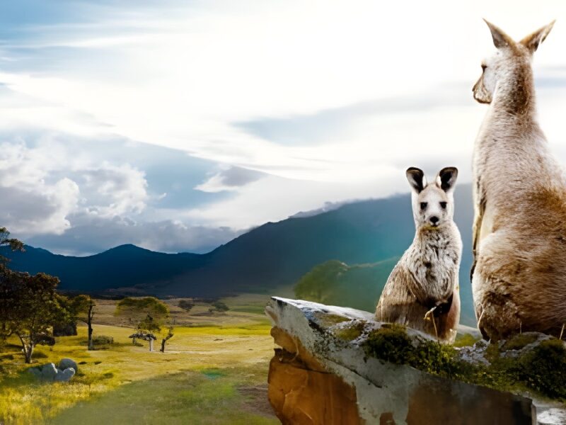 ‘En el Valle de los Canguros’ (2022) – Documental en Netflix: Mala, un bebé canguro australiano