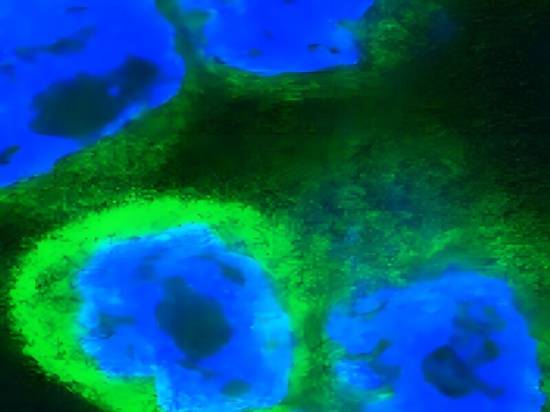 Immune surprise: recently evolved alarm molecule drives inflammation