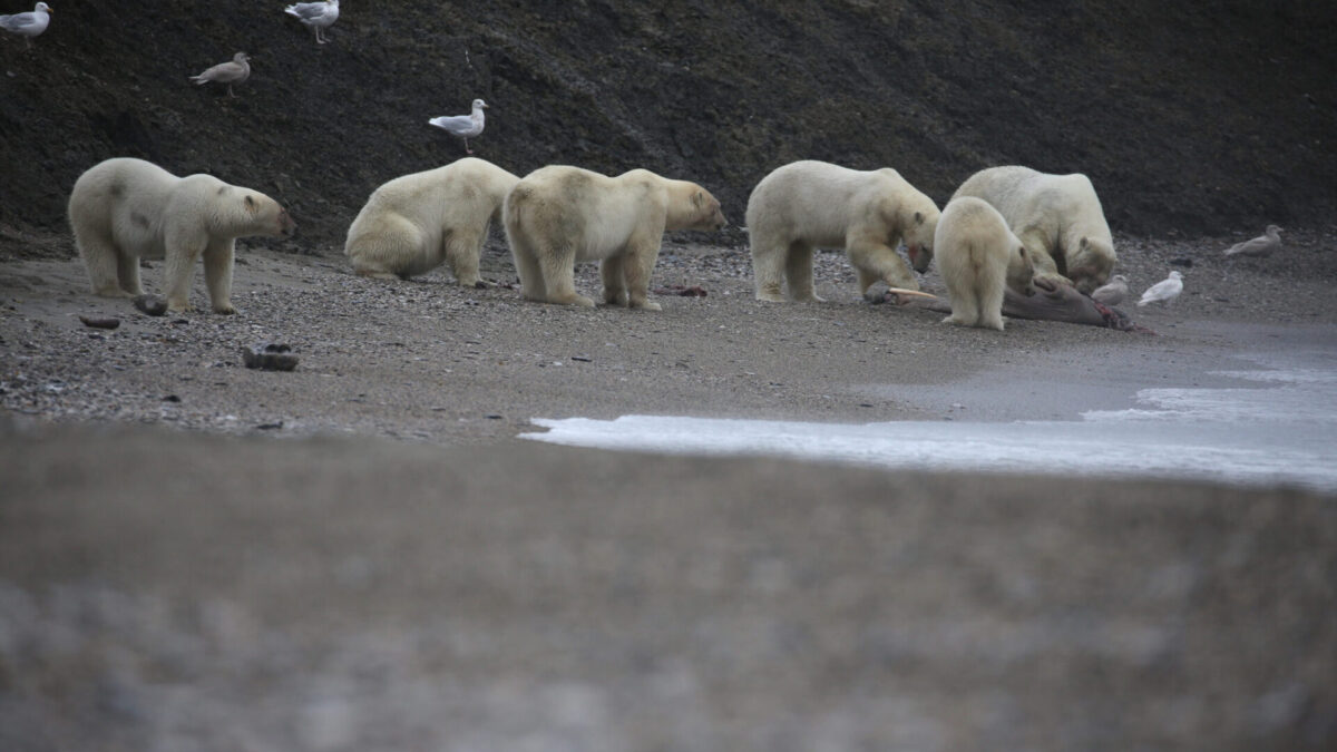 Series Frozen Planet II Premieres this Saturday on BBC America and AMC+