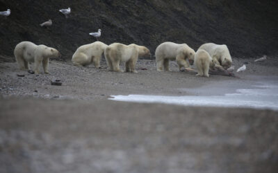 Series Frozen Planet II Premieres this Saturday on BBC America and AMC+
