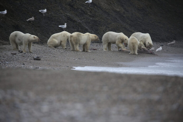 Series Frozen Planet II Premieres this Saturday on BBC America and AMC+