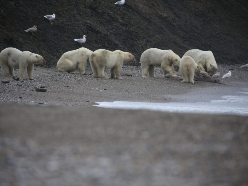 Series Frozen Planet II Premieres this Saturday on BBC America and AMC+
