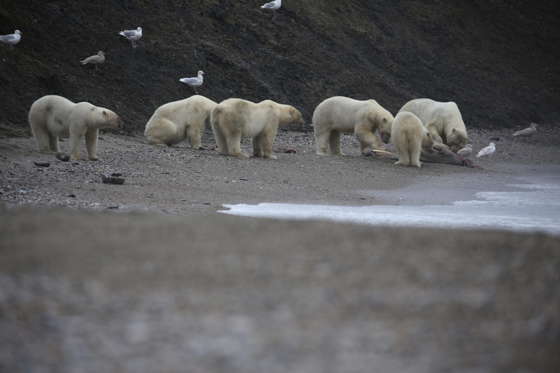 Series Frozen Planet II Premieres this Saturday on BBC America and AMC+