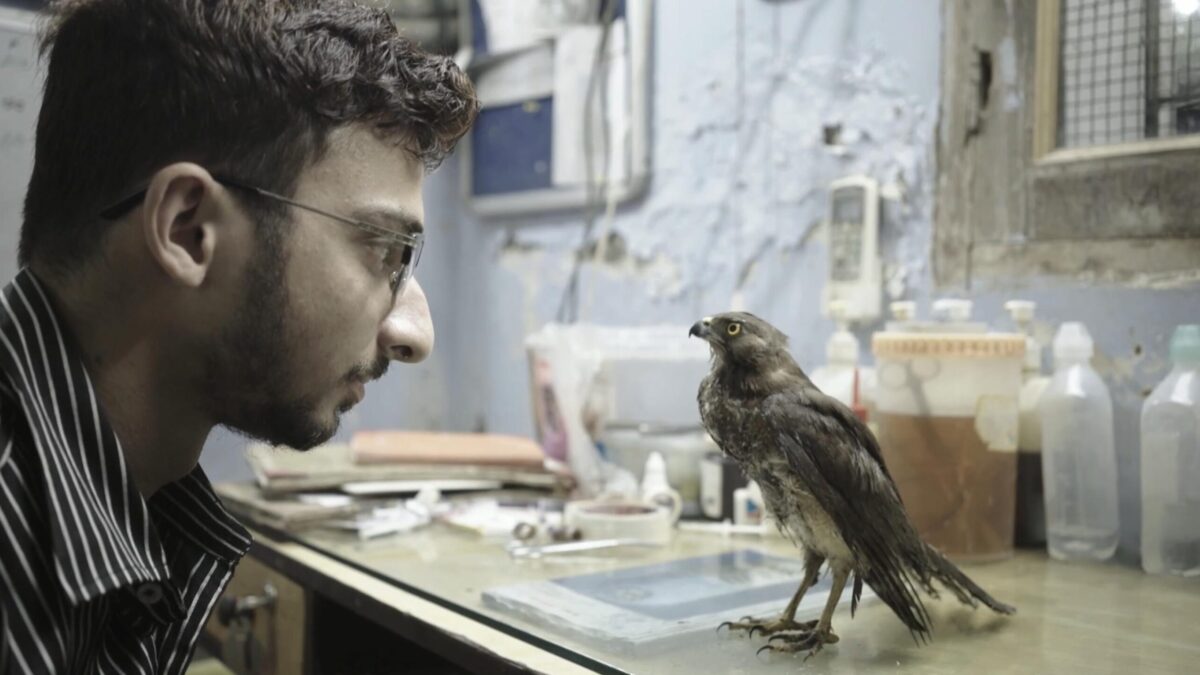 ‘All That Breathes’ (2023), Oscar Nominated For Best Documentary Feature Film, Debuts Feb 7