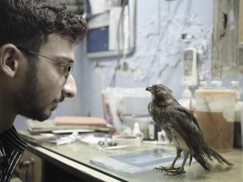 ‘All That Breathes’ (2023), Oscar Nominated For Best Documentary Feature Film, Debuts Feb 7