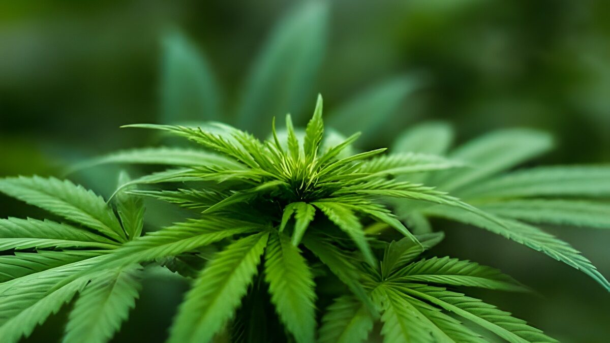 Understanding the Different Strains of CBD Flowers and Their Effects