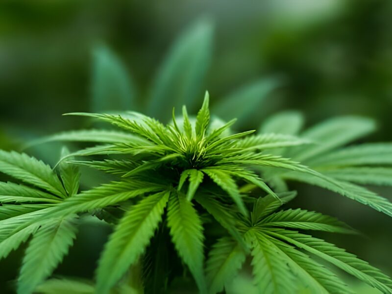 Understanding the Different Strains of CBD Flowers and Their Effects