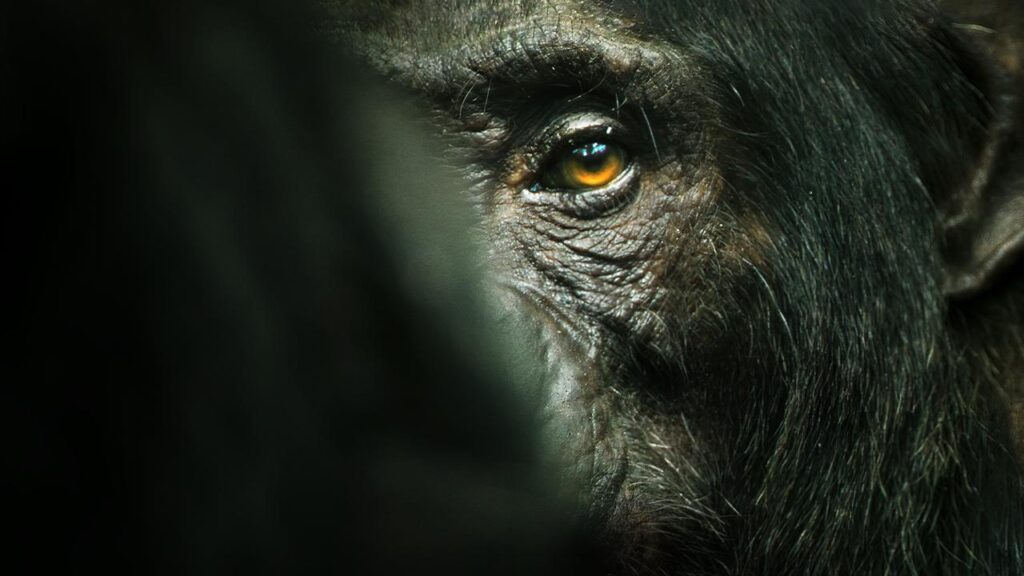 ‘El imperio de los chimpancés’ (2023). Serie Documental Netflix: Totalmente encantadora