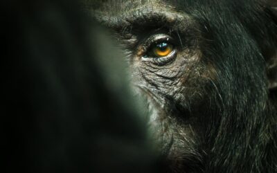 &lsquo;L&rsquo;Empire des chimpanzés&rsquo; (2023). Documentaire Netflix : Un enchantement total