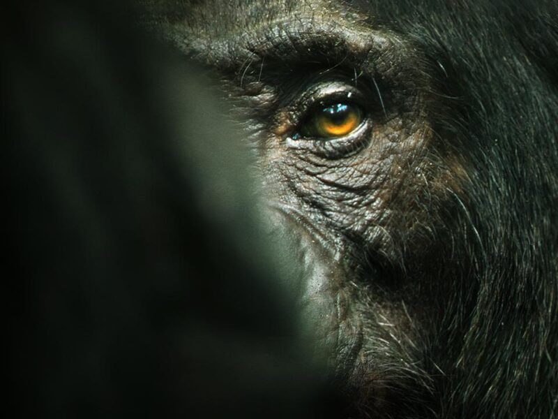 ‘El imperio de los chimpancés’ (2023). Serie Documental Netflix: Totalmente encantadora