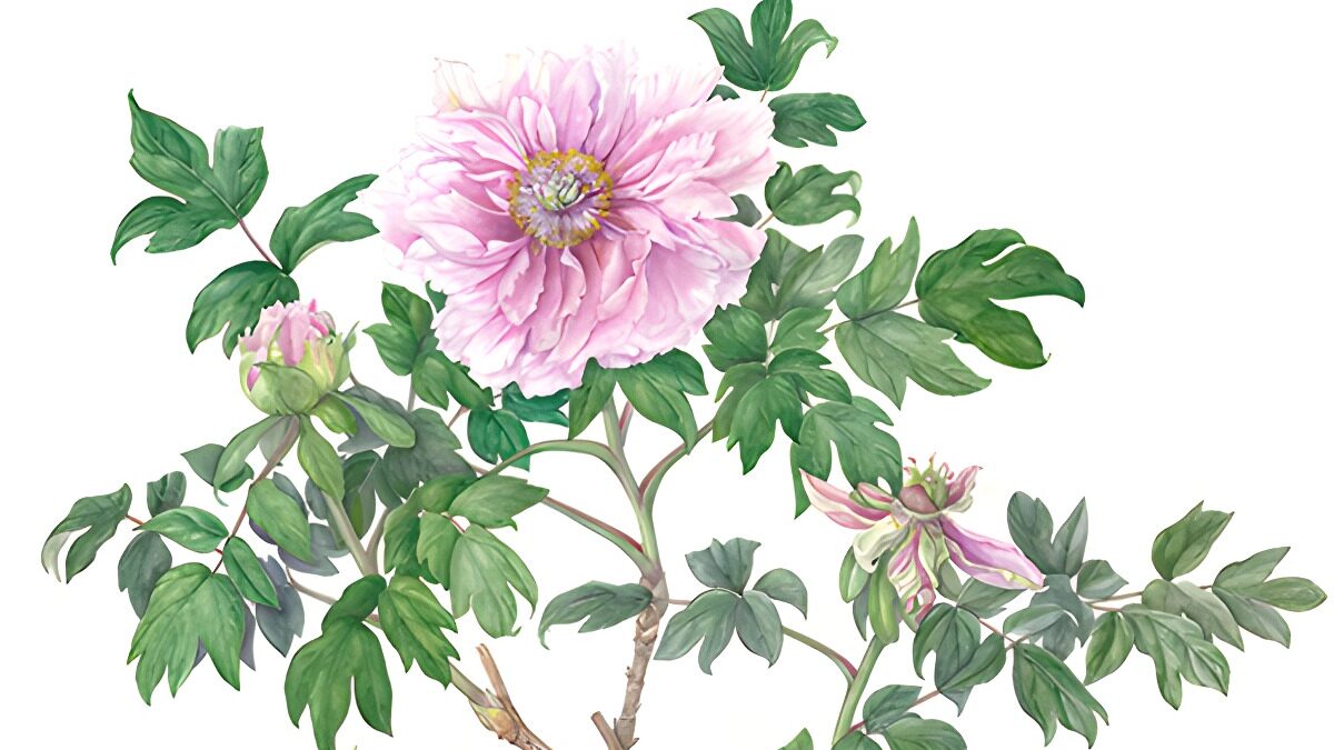 RHS Botanical Art & Photography Show 2023. Saatchi Gallery