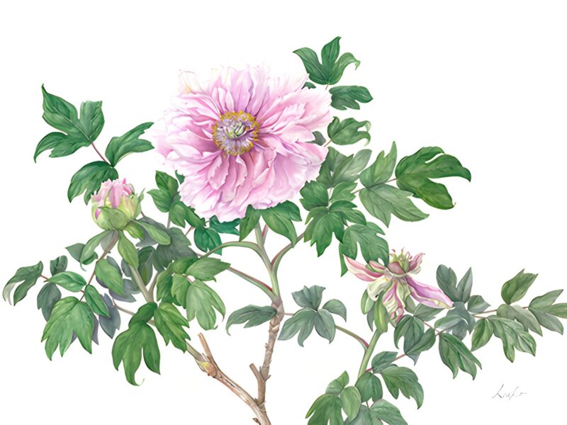 RHS Botanical Art & Photography Show 2023. Saatchi Gallery