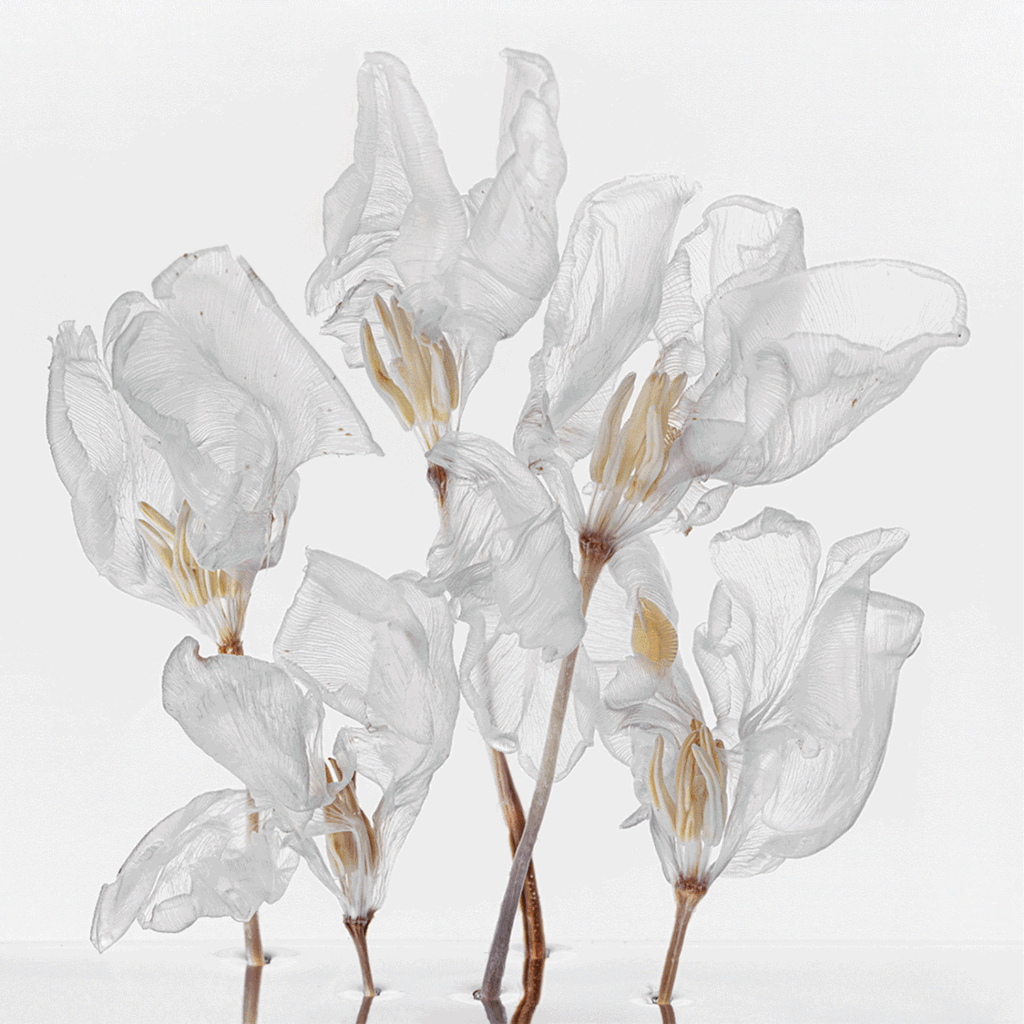 Yossi Milo at Dallas Art Fair 2023