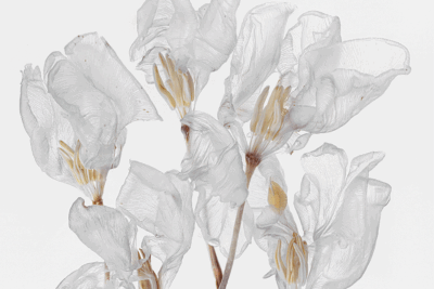 Yossi Milo at Dallas Art Fair 2023