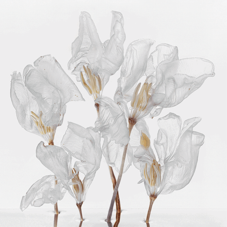 Yossi Milo at Dallas Art Fair 2023