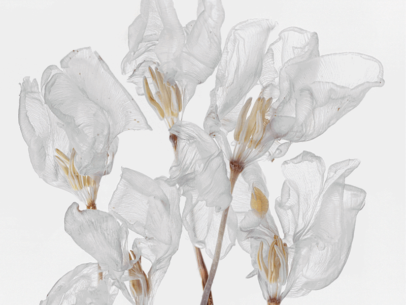 Yossi Milo at Dallas Art Fair 2023