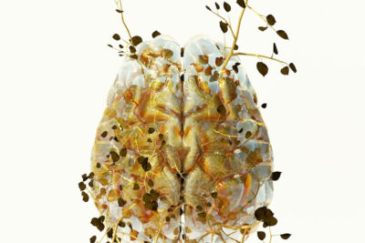 COSTAS PICADAS: Biomes and Homologies. Tenri Cultural Institute
