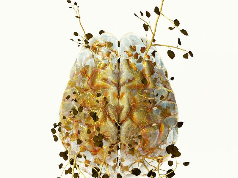 COSTAS PICADAS: Biomes and Homologies. Tenri Cultural Institute