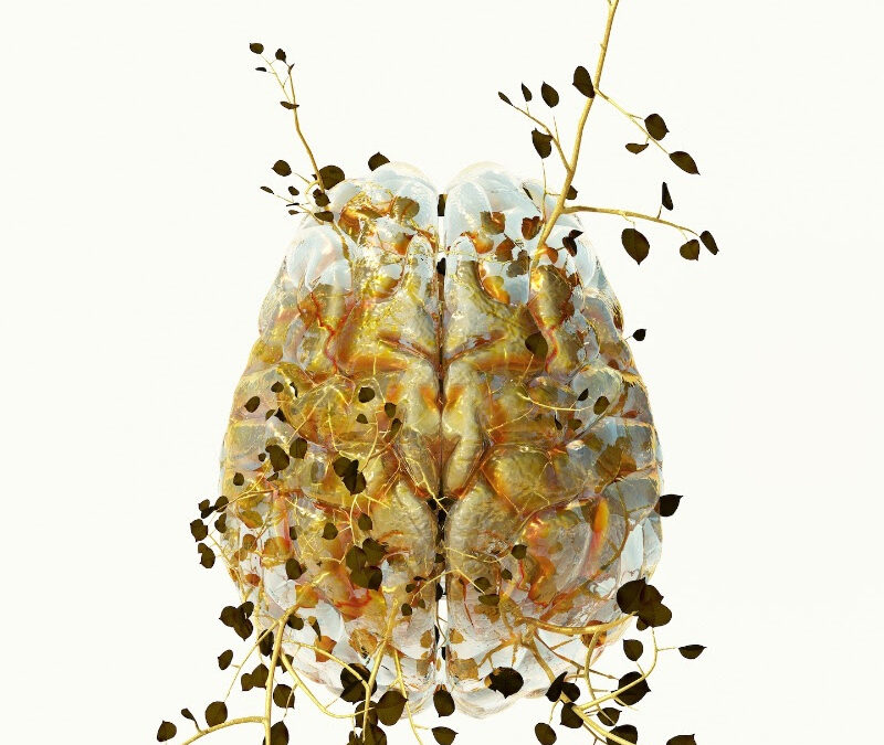 COSTAS PICADAS: Biomes and Homologies. Tenri Cultural Institute