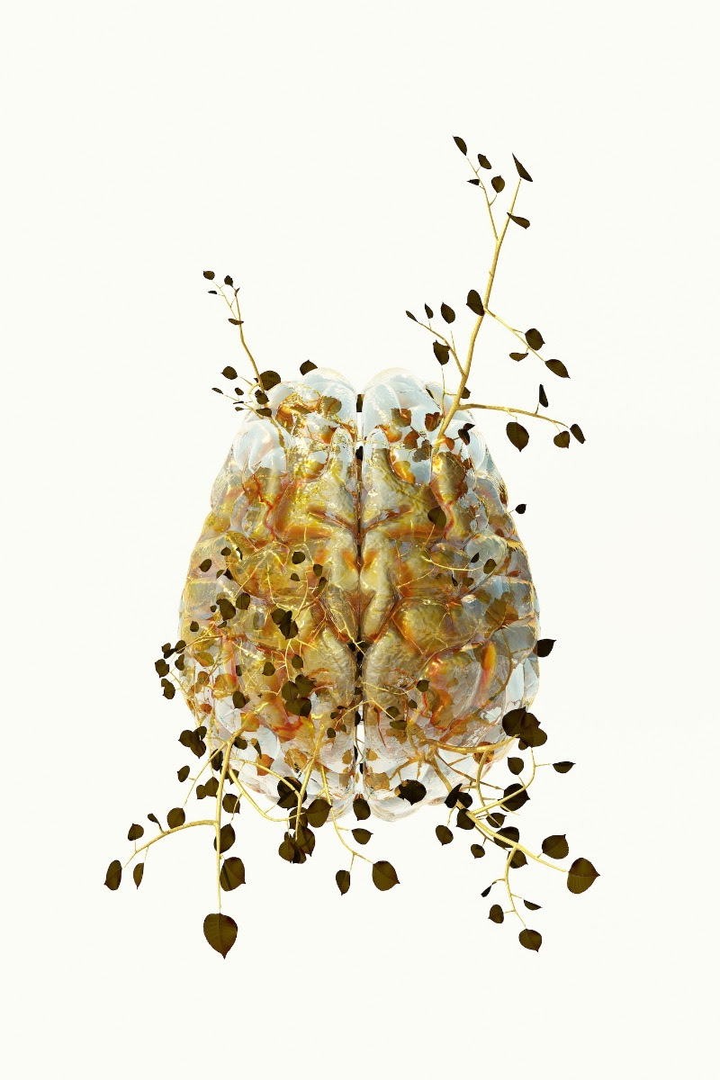 COSTAS PICADAS: Biomes and Homologies. Tenri Cultural Institute