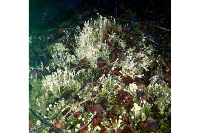 Michaela Eichwald. Galerie Marian Goodman. Paris