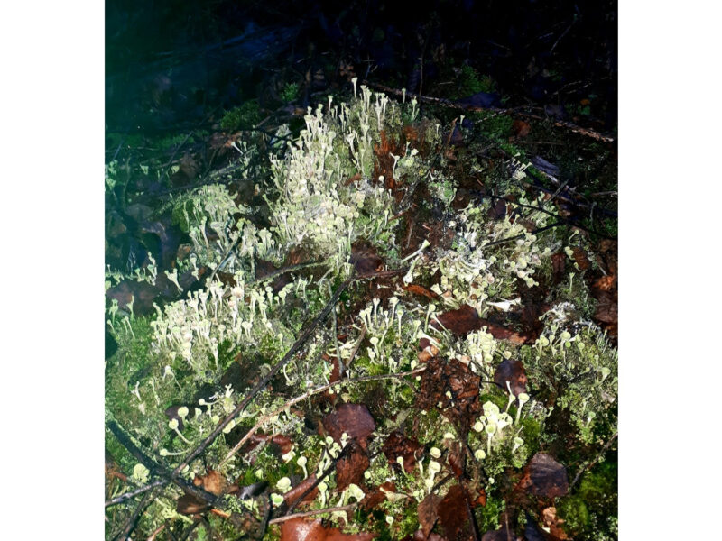 Michaela Eichwald. Galerie Marian Goodman. Paris