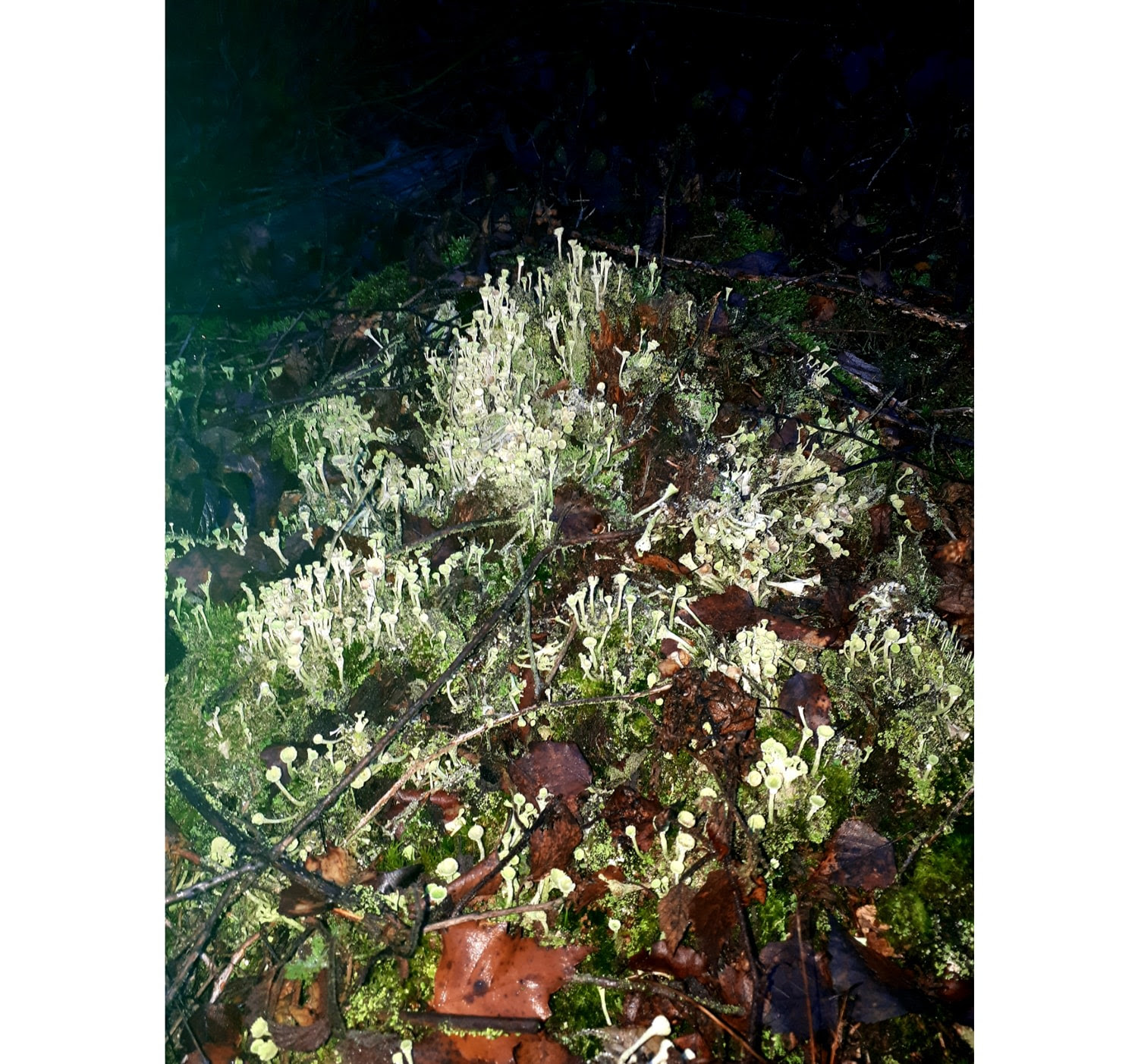 Michaela Eichwald. Galerie Marian Goodman. Paris