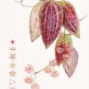 RHS Botanical Art & Photography Show 2023 Winners Announced