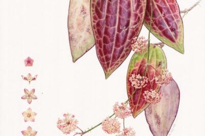 RHS Botanical Art & Photography Show 2023 Winners Announced