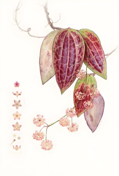Hoya latifolia. Eunike Nugroho. RHS Botanical Art and Photography Show 2023. © Eunike Nugroho