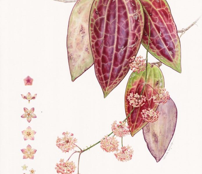 RHS Botanical Art & Photography Show 2023 Winners Announced