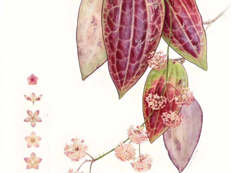 RHS Botanical Art & Photography Show 2023 Winners Announced