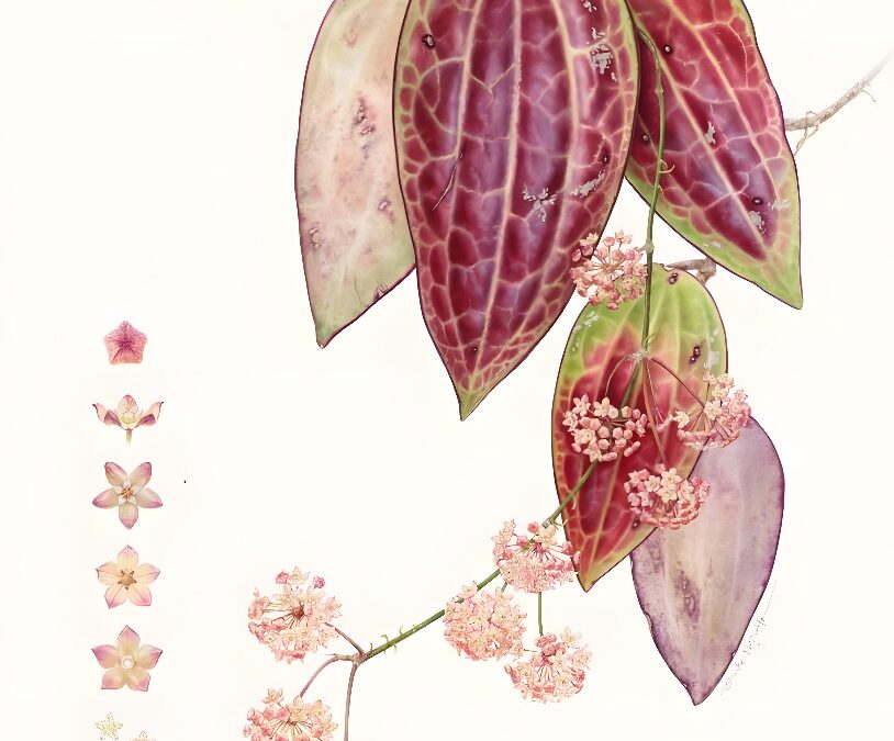 RHS Botanical Art & Photography Show 2023 Winners Announced