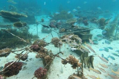 Annonce d&rsquo;une nouvelle phase du projet de protection des récifs coralliens dans le cadre de l&rsquo;initiative Tech4Nature entre Huawei et l&rsquo;UICN