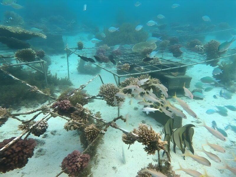 Annonce d&rsquo;une nouvelle phase du projet de protection des récifs coralliens dans le cadre de l&rsquo;initiative Tech4Nature entre Huawei et l&rsquo;UICN