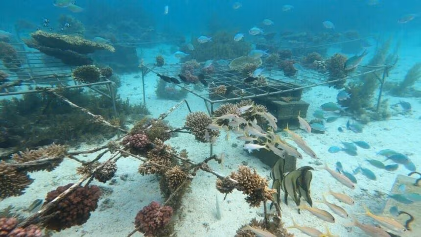Transplanted coral at the restoration site (Image source: N. Nazurally, EcoMode Society)