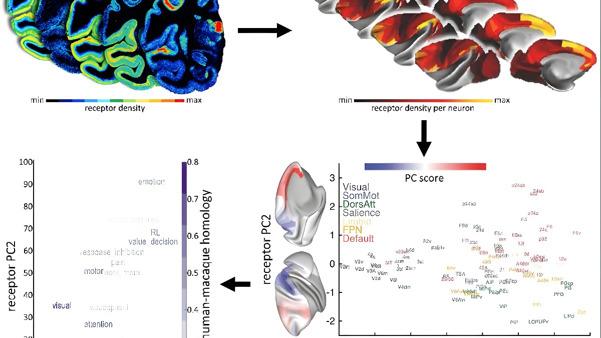 Human Brain Project study offers insights into neurotransmitter receptor organisation